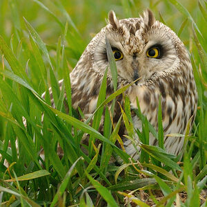 Short-eared Owl
