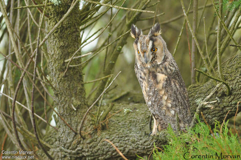 Long-eared Owl, habitat, pigmentation
