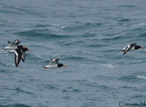 Eurasian Oystercatcher 
&copy; Corentin Morvan