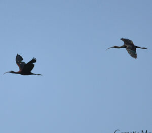 Ibis falcinelle 
&copy; Corentin Morvan