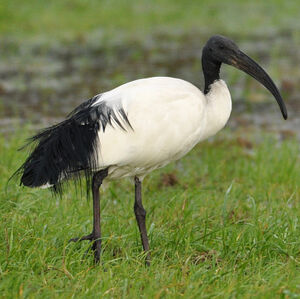 Ibis sacr� 
&copy; Corentin Morvan