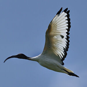 African Sacred Ibis