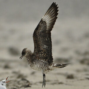 Parasitic Jaeger 
&copy; Corentin Morvan