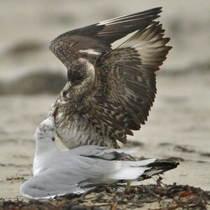 Parasitic Jaeger 
&copy; Corentin Morvan