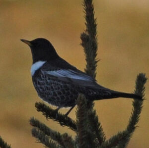 Ring Ouzel 
&copy; Corentin Morvan