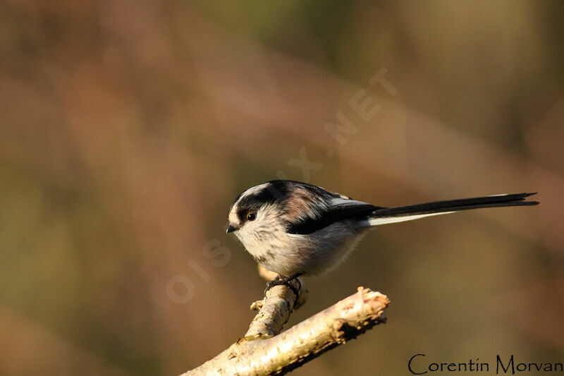 Mésange à longue queue - Aegithalos caudatus