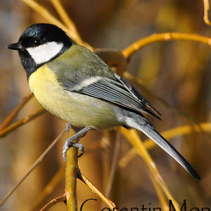 Great Tit 
&copy; Corentin Morvan
