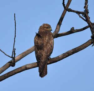 Black Kite 
&copy; Corentin Morvan