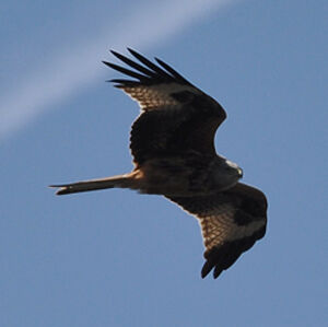 Red Kite