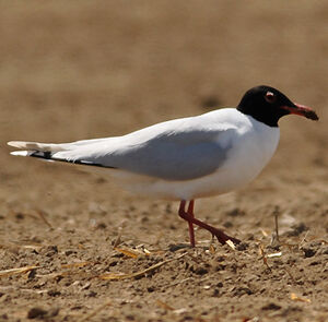 Mouette m�lanoc�phale