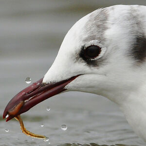 Mouette rieuse 
&copy; Corentin Morvan