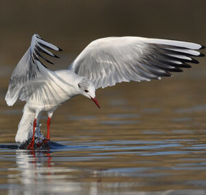 Mouette rieuse 
&copy; Corentin Morvan