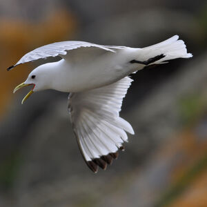 Mouette tridactyle