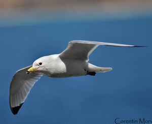Mouette tridactyle