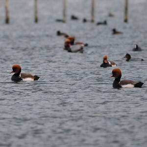 Red-crested Pochard