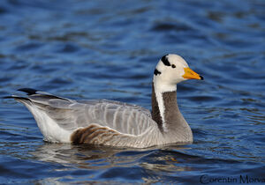 Bar-headed Goose