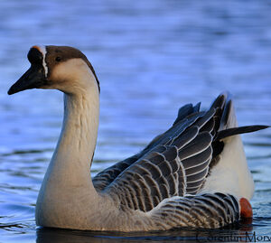 Swan Goose