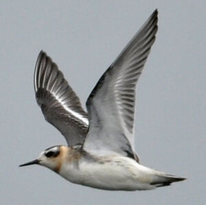 Phalarope � bec large