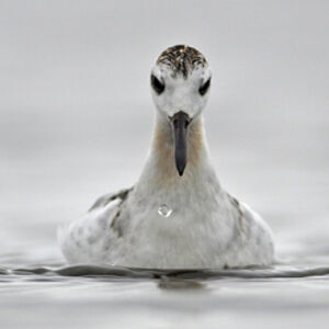 Phalarope � bec large