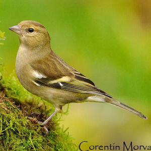 Common Chaffinch