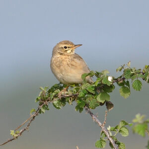 Tawny Pipit