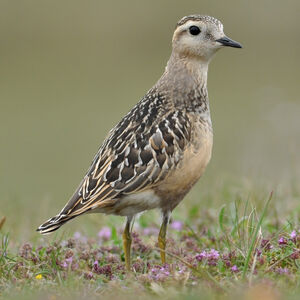 Eurasian Dotterel
