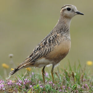 Eurasian Dotterel