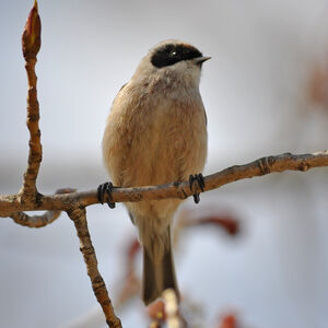 R�miz penduline