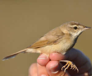 Paddyfield Warbler 
&copy; Corentin Morvan