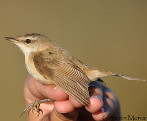 Paddyfield Warbler 
&copy; Corentin Morvan