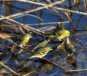 Eurasian Siskin