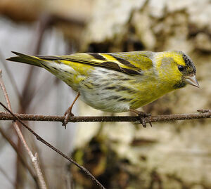 Eurasian Siskin
