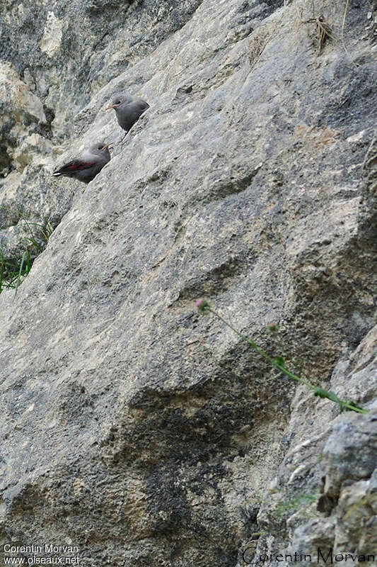 Tichodrome échelette femelle juvénile, camouflage