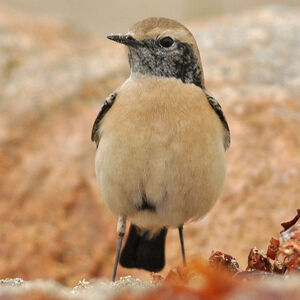 Desert Wheatear 
&copy; Corentin Morvan
