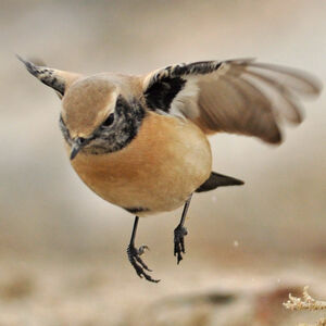 Desert Wheatear 
&copy; Corentin Morvan