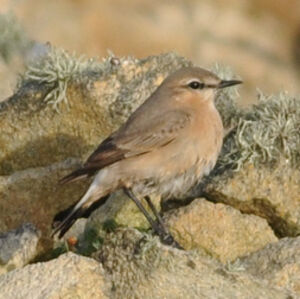 Isabelline Wheatear