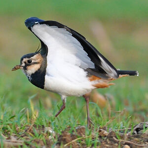 Northern Lapwing 
&copy; Corentin Morvan