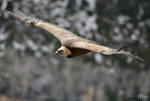 Griffon Vulture 
&copy; Corentin Morvan