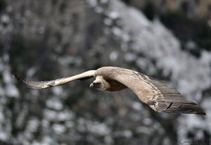Griffon Vulture 
&copy; Corentin Morvan