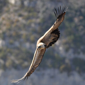 Griffon Vulture 
&copy; Corentin Morvan