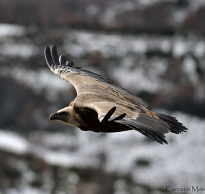 Griffon Vulture 
&copy; Corentin Morvan