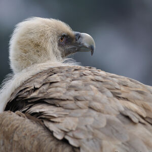 Griffon Vulture 
&copy; Corentin Morvan