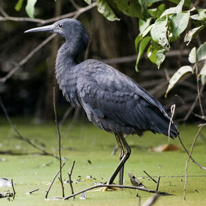 Aigrette ardoisée
