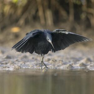 Aigrette ardoisée
