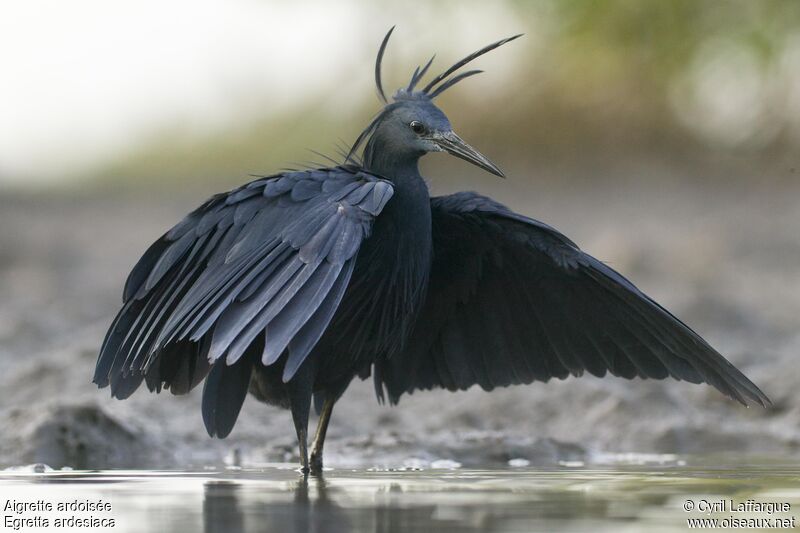 Black Heron, identification