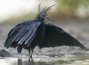 Aigrette ardoisée