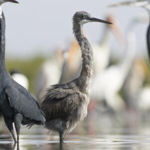 Aigrette des r�cifs 
&copy; Cyril Laffargue