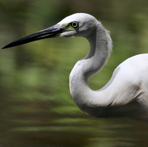 Aigrette garzette