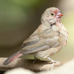 Red-billed Firefinch