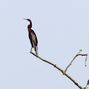 African Darter